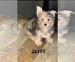 Small Photo #1 Yorkshire Terrier Puppy For Sale in ALVORD, IA, USA
