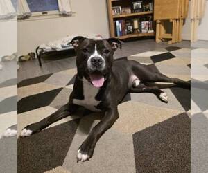 American Bulldog-Unknown Mix Dogs for adoption in New Oxford , PA, USA