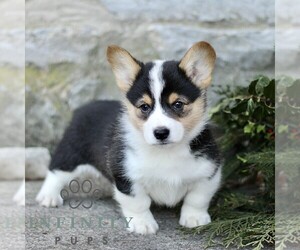Pembroke Welsh Corgi Puppy for sale in MANHEIM, PA, USA