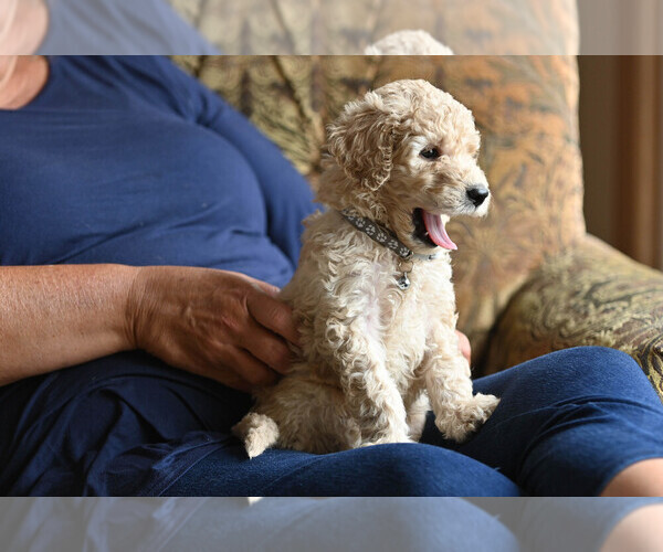Medium Photo #2 Goldendoodle Puppy For Sale in DES PLAINES, IL, USA