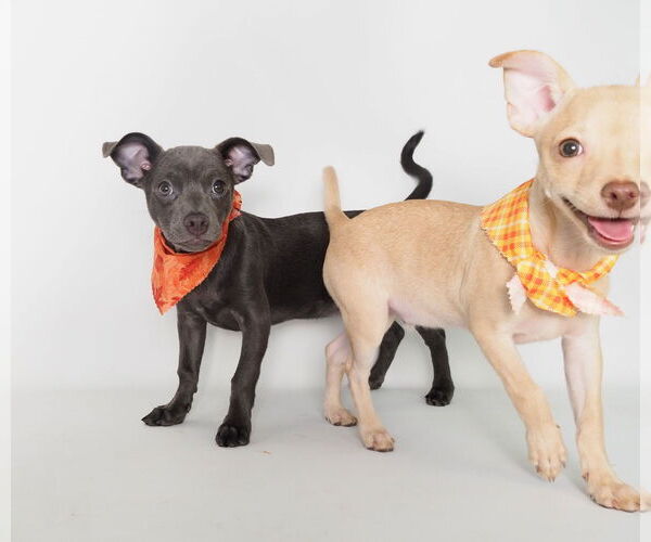 Medium Photo #5 Chihuahua-Unknown Mix Puppy For Sale in phoenix, AZ, USA