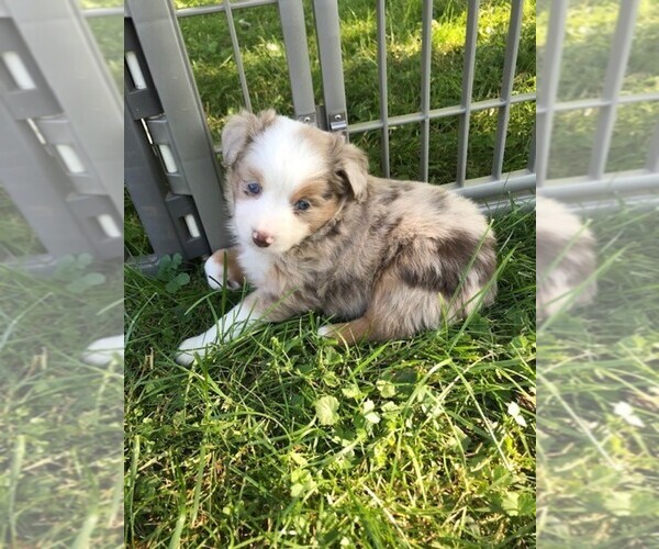 Medium Photo #1 Australian Shepherd Puppy For Sale in ZANESVILLE, OH, USA