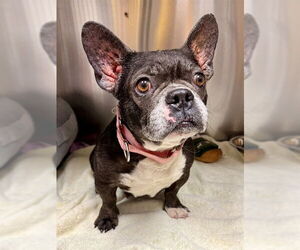 French Bulldog Dogs for adoption in Naples, FL, USA