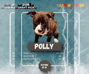 German Shepherd Dog-Unknown Mix Dogs for adoption in Center Township, PA, USA