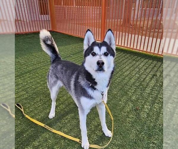 Medium Photo #1 Alaskan Malamute-Unknown Mix Puppy For Sale in Las Vegas, NV, USA