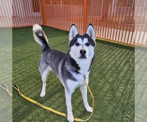 Alaskan Malamute-Unknown Mix Dogs for adoption in Las Vegas, NV, USA