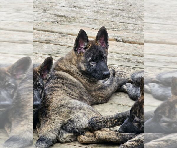 Medium Photo #1 German Shepherd Dog Puppy For Sale in WOODLAND, MI, USA