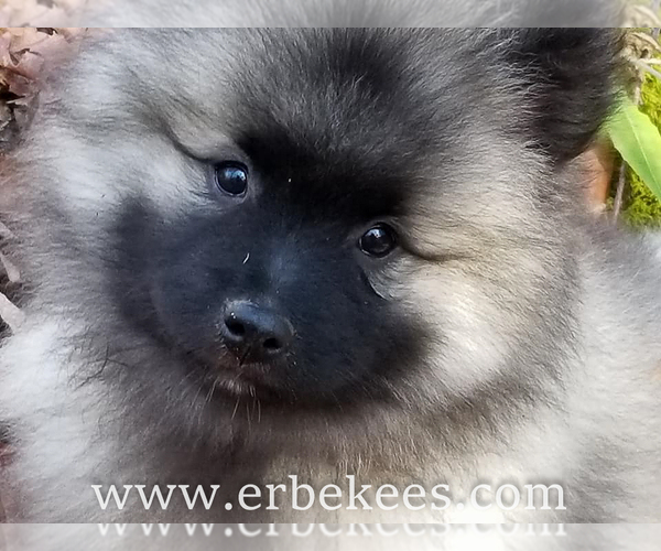 Medium Photo #43 Keeshond Puppy For Sale in FAYETTEVILLE, TN, USA