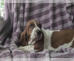 Small Photo #13 Basset Hound Puppy For Sale in HILLSBORO, TX, USA