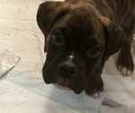 Small #3 Boxer