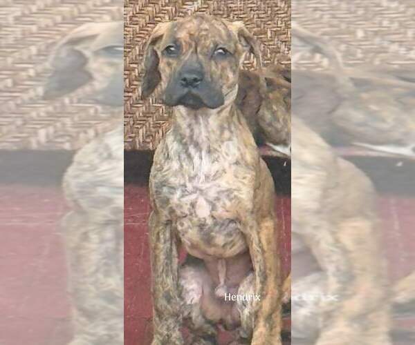 Medium Photo #2 Boxador Puppy For Sale in New York, NY, USA