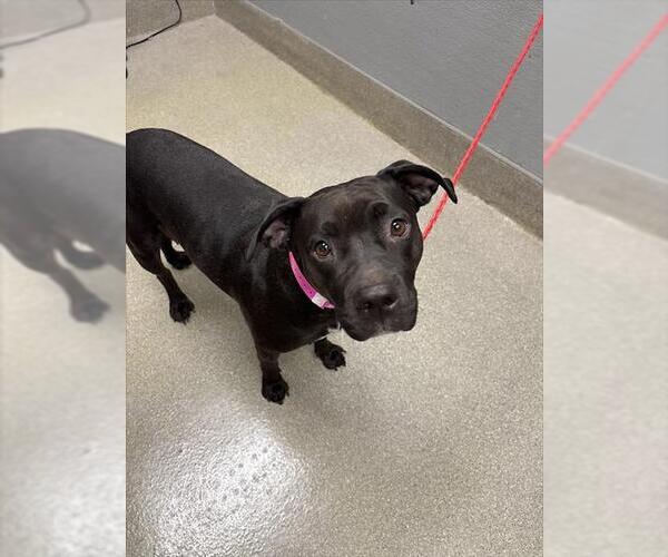 Medium Photo #1 American Pit Bull Terrier-Unknown Mix Puppy For Sale in Las Vegas, NV, USA