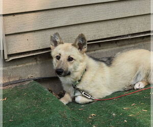 Pembroke Welsh Corgi-Unknown Mix Dogs for adoption in Princeton, MN, USA