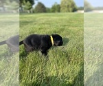 Small Photo #33 Labrador Retriever Puppy For Sale in FREDERICKSBG, OH, USA