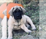 Puppy Puppy 2 Mastiff