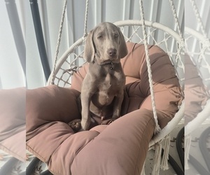 Medium Weimaraner