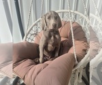 Puppy Billy Weimaraner