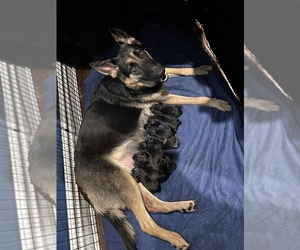 Mother of the German Shepherd Dog puppies born on 10/20/2022