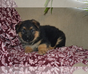 Medium German Shepherd Dog