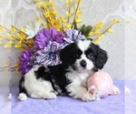 Small Photo #4 Cavachon Puppy For Sale in GORDONVILLE, PA, USA