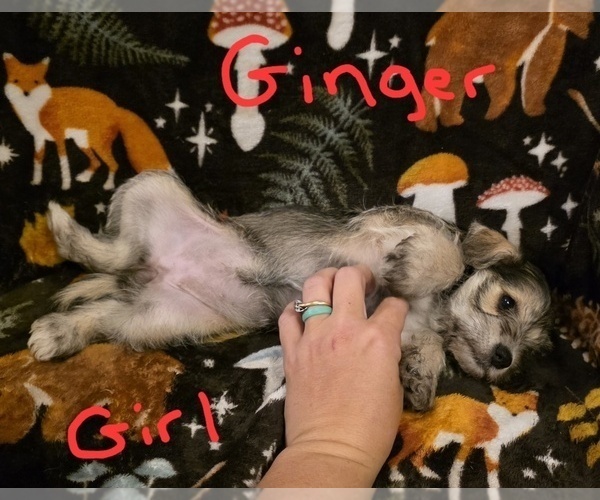 Medium Photo #6 Chizer Puppy For Sale in MONTEZUMA, GA, USA
