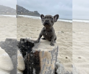 French Bulldog Puppy for sale in HAYWARD, CA, USA