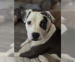 Small Mutt