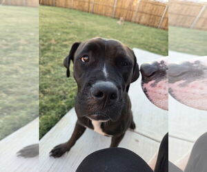 American Staffordshire Terrier-Unknown Mix Dogs for adoption in Dallas, TX, USA