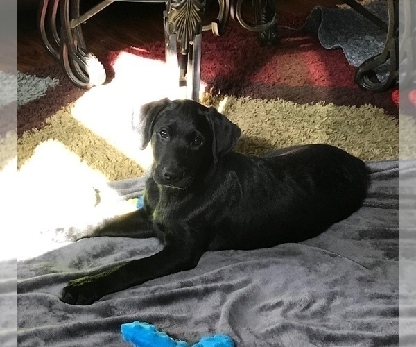 Medium Photo #3 Labrador Retriever Puppy For Sale in KITTRELL, NC, USA