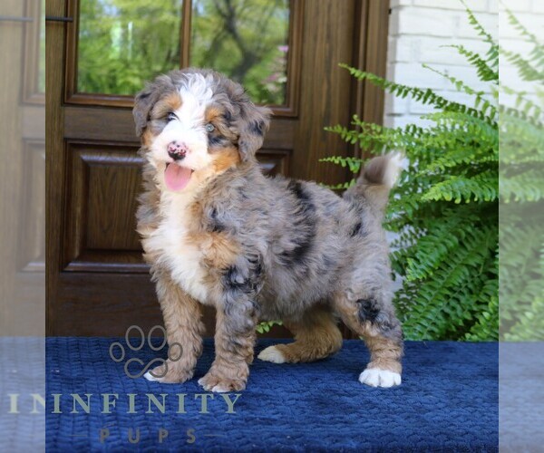 Medium Photo #2 Bernedoodle (Miniature) Puppy For Sale in NARVON, PA, USA