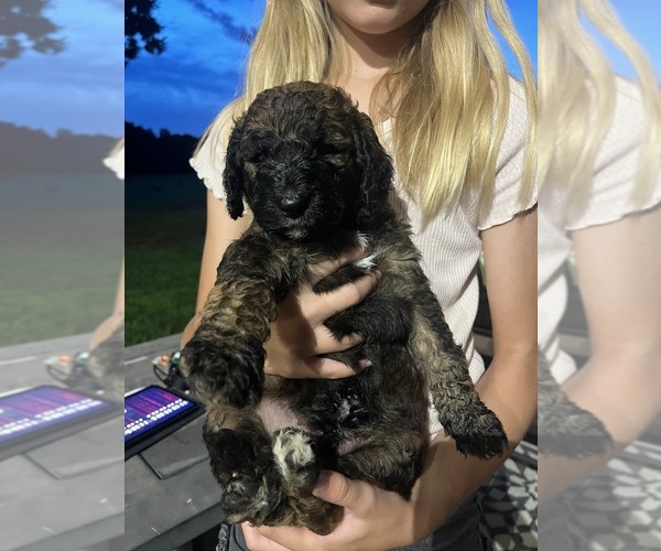 Medium Photo #1 Poodle (Standard) Puppy For Sale in WEST PLAINS, MO, USA