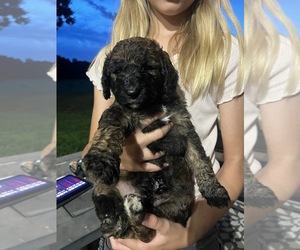 Poodle (Standard) Puppy for sale in WEST PLAINS, MO, USA