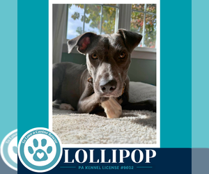 Lollipop 100326 - Female Mutt Dog for Adoption - Photo #3