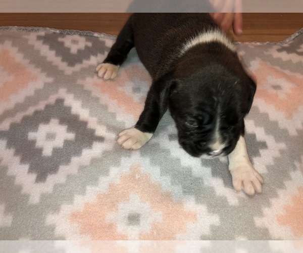 Medium Photo #2 Boxer Puppy For Sale in BISMARCK, AR, USA