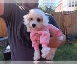 Small Photo #35 Maltipoo Puppy For Sale in BRISTOL, PA, USA