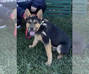 German Shepherd Dog-Unknown Mix Dogs for adoption in Santa Maria, CA, USA