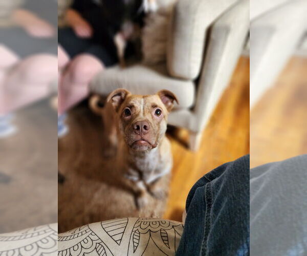 Medium Photo #13 Mutt Puppy For Sale in Caldwell, NJ, USA