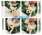 Small Photo #10 French Bulldog Puppy For Sale in BARBOURVILLE, KY, USA