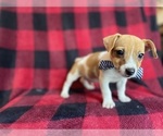 Small Photo #9 Jack Russell Terrier Puppy For Sale in LAKELAND, FL, USA