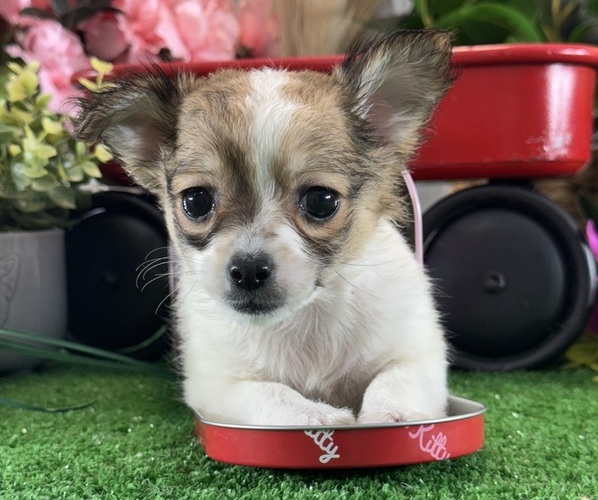 Medium Photo #4 Chihuahua Puppy For Sale in CANOGA, NY, USA