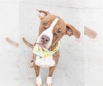 Small #1 Boxer Mix