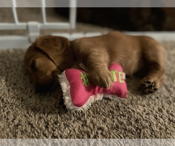 Medium Photo #2 Dachshund Puppy For Sale in TERRELL, TX, USA