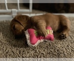 Small Photo #2 Dachshund Puppy For Sale in TERRELL, TX, USA