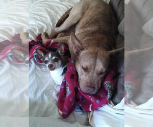 Coco - Female - Mix Dog for Adoption - Photo #3