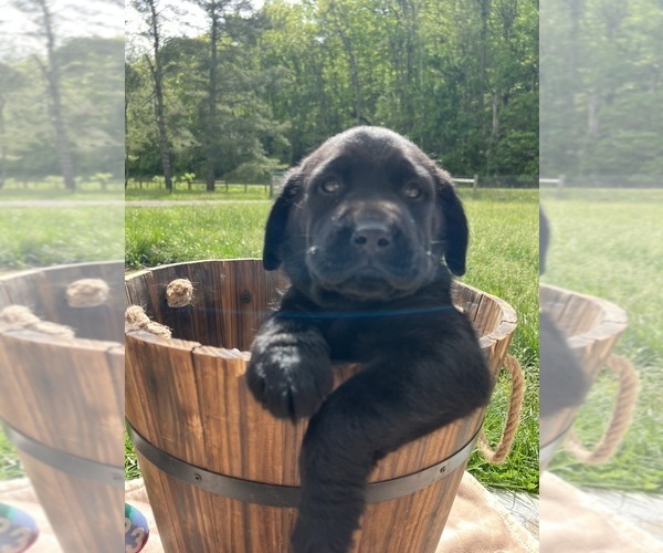 Medium Photo #6 Labrador Retriever Puppy For Sale in NEOLA, WV, USA