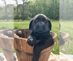 Small #5 Labrador Retriever