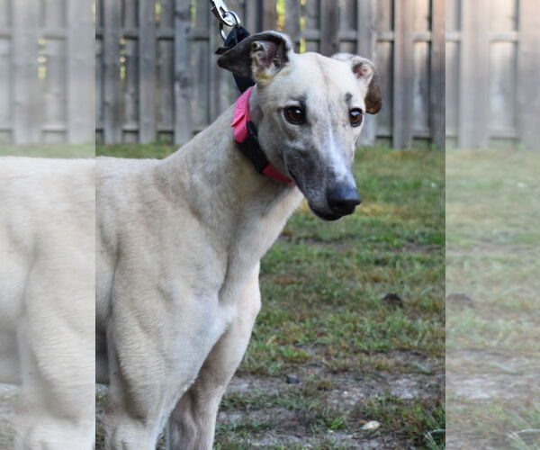 Medium Photo #1 Greyhound Puppy For Sale in Cherry Hill, NJ, USA