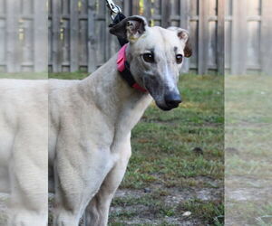 Greyhound Dogs for adoption in Cherry Hill, NJ, USA