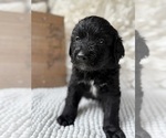 Small #9 Bernedoodle