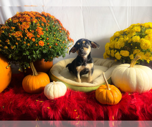 Medium Photo #2 Chiweenie Puppy For Sale in KINSTON, NC, USA
